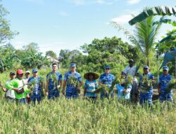 Dinas Pertanian dan Lanud Yohanis Kapiyau Lakukan Panen Padi