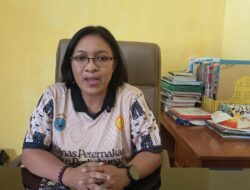 Stok Lokal Menyusut, Nabire Pilih Datangkan Daging dari Luar untuk Redam Inflasi