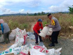 Polsek Makimi Dampingi Panen Jagung 5 Ton, Dukung Agenda Ketahanan Pangan Presiden