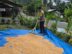 Polisi Turun ke Sawah! Polsek Kalumpang Kawal Petani Jagung dari Tanam hingga Kering, Pastikan Lolos Standar Bulog