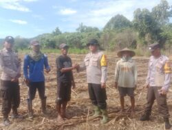 Panen Harapan dari Makimi! Polisi Turun ke Ladang, 7.500 Meter Persegi Jagung Ditanam demi Ketahanan Pangan Nasional